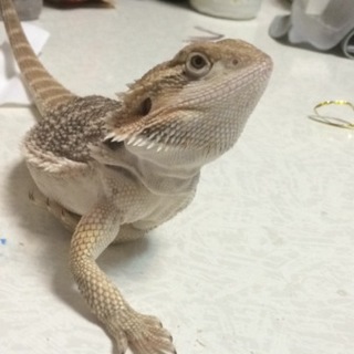 フトアゴヒゲトカゲ