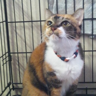 元飼い主持込茶ばば【ときわ】