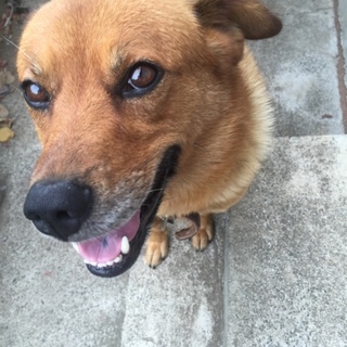 良い子です。里親募集します。