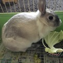うさぎちゃんの里親さん募集