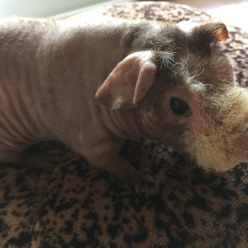 マロンのカバー写真