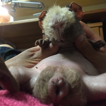 ひたすらにかわいい。