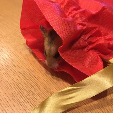 ラッピング袋に潜り込む
