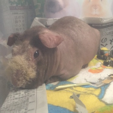 慣れてきて休んでるところも見れた。