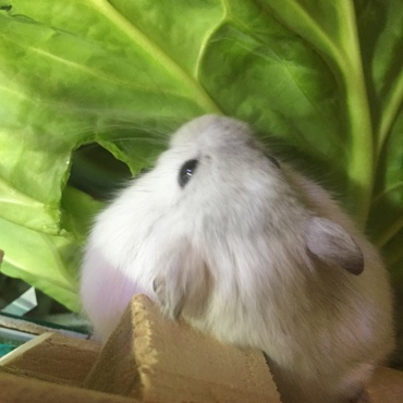 キャベツもぐもぐ。