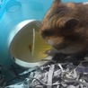 ゼリーを容器ごと持って加えて巣に持って帰ろうとする(でも入口に入らない)