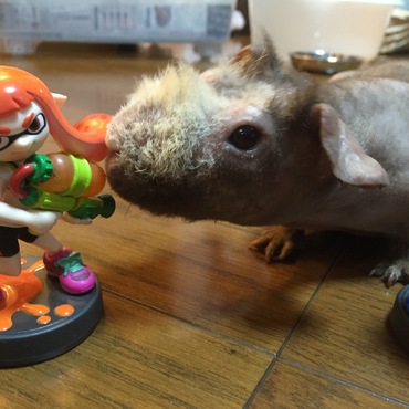 フィギュアに興味。