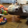 フィギュアに興味。