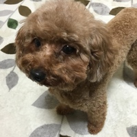 ミニー