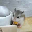ロボロフスキー