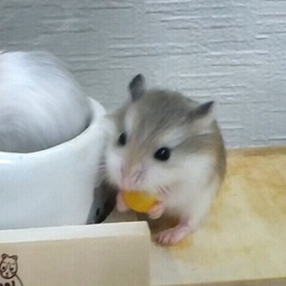 ロボロフスキー