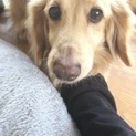 (♂)ダックス くぅ 10歳