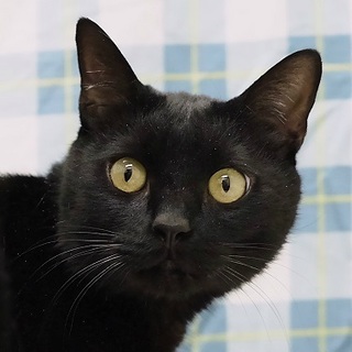 のんびり癒し系の黒猫くん★