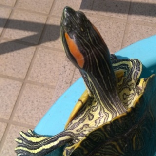 元気でイケメン？アカミミカメです。