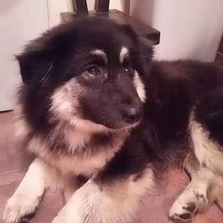 性格ぼんやりしている1才未満大型犬仔犬　男の子