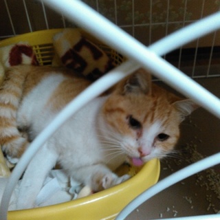 茶白の雄　推定1歳