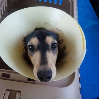 ミニチュアダックスフンドのアールくん