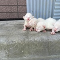 2016.4.5.産まれ子猫