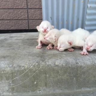 2016.4.5.産まれ子猫