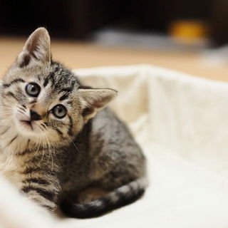 人間大好き♩2ヶ月の女の子