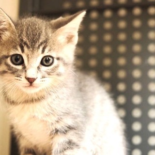 のほほんマイペース、2ヶ月の男の子