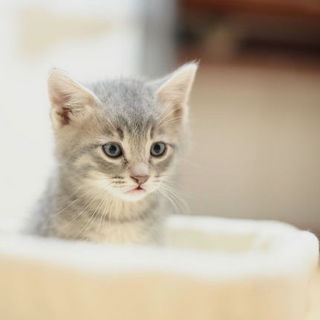 やんちゃな、2ヶ月の男の子