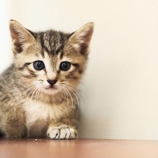 人馴れ抜群♩2ヶ月の女の子