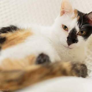 しゅっとした 美人の 愛ちゃん