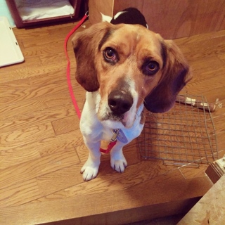 ありがとうございました☆人間大好き☆ニールくん。