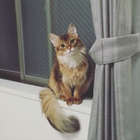 シナモン