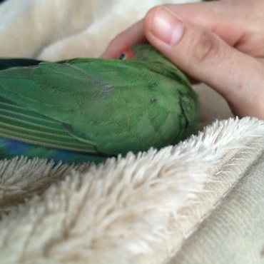 ピーちゃんの写真