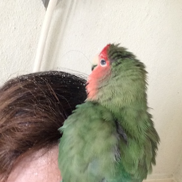 ピーちゃんの写真