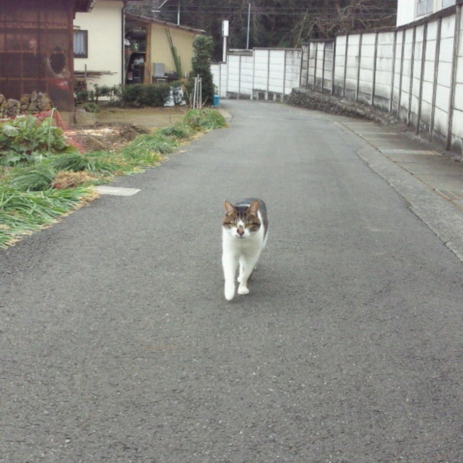 ごまのカバー写真