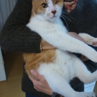 人なつこい茶白の男の子！