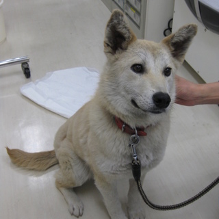 ニコニコ可愛い♪シロちゃんの里親募集