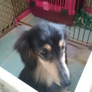 ミニチュアダックスフンドのミヨちゃん