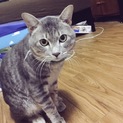 人懐っこい大人しい猫です☆