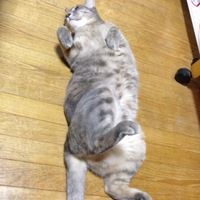 ぴか