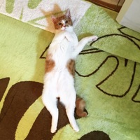 こま