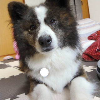 明るく活発、お散歩大好きカーディーだよ♬