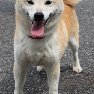 フレンドリーな柴のももちゃん