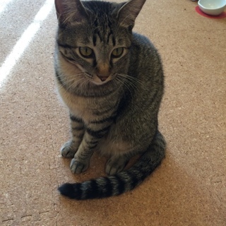 人懐っこさ抜群 生後約10ヶ月