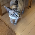 少しとぼけた感じで愛嬌たっぷり。生後約11ヶ月