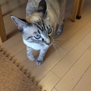 少しとぼけた感じで愛嬌たっぷり。生後約11ヶ月