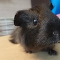 モルモット（♀）2匹　里親募集！