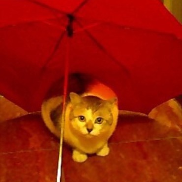 もなかの写真
