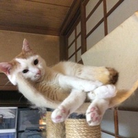 ういろう