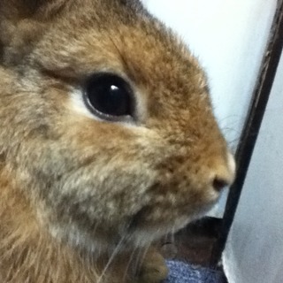 ご連絡頂いた皆様、有難うございました。