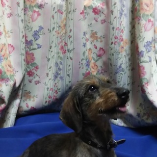 ワイヤーダックス を含む犬の里親募集情報 ペットのおうち 月間利用者150万人