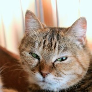 【チヨ】　おかげさまで里親様が決まりました！